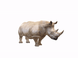 Gif animé rhinocéros blanc